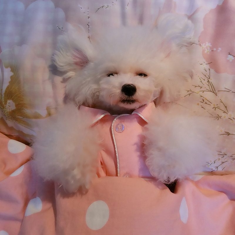 

Give Your Pet a Comfortable Sleep
